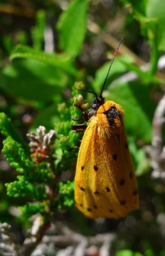 Réf. 218 488 : Setina irrorella